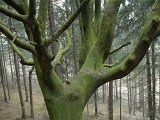 Bäume im Jahreszeitenwechsel-022.JPG